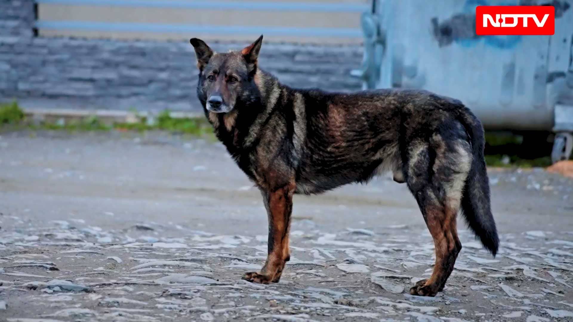 Rabies - Missing That One Shot | NDTV Lifeline