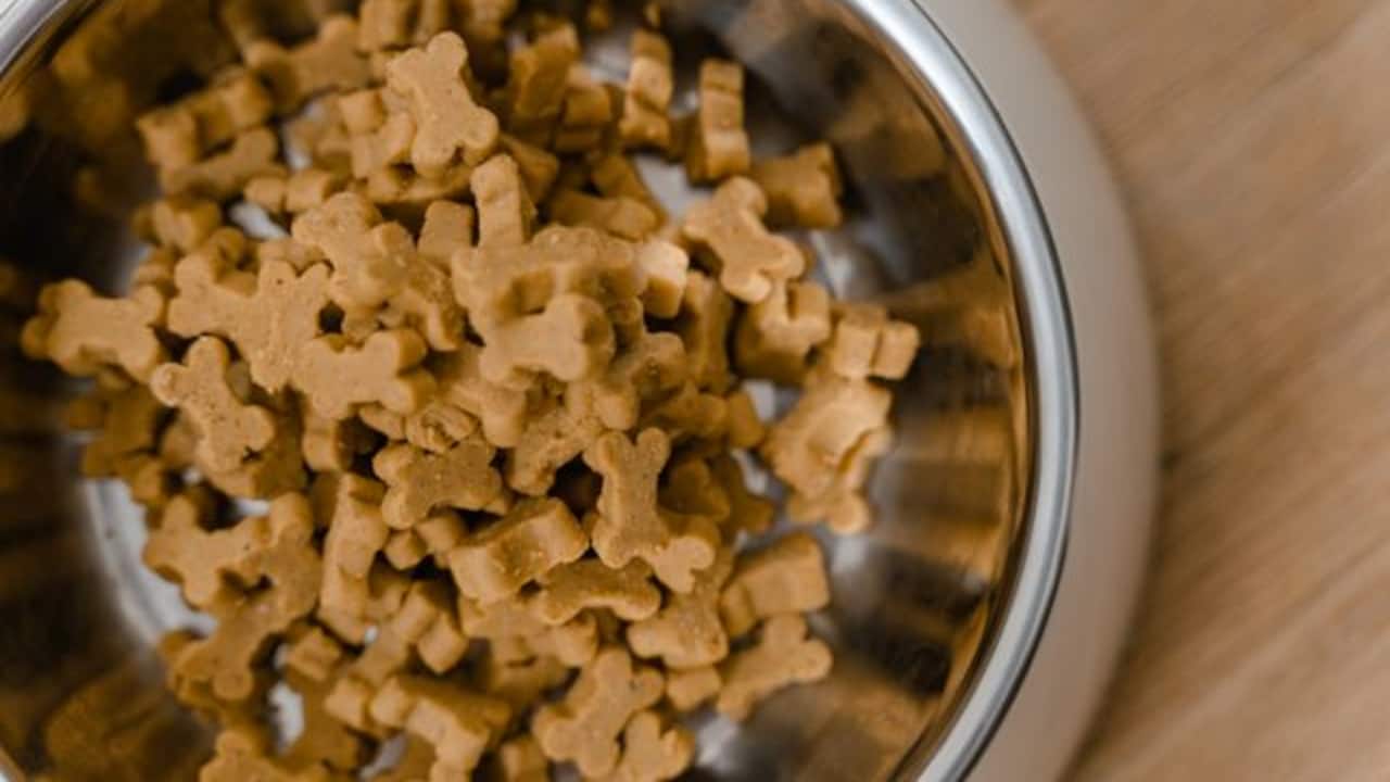 Slow feeding bowls handle wet and dry food differently Slow feeding bowls handle wet and dry food differently