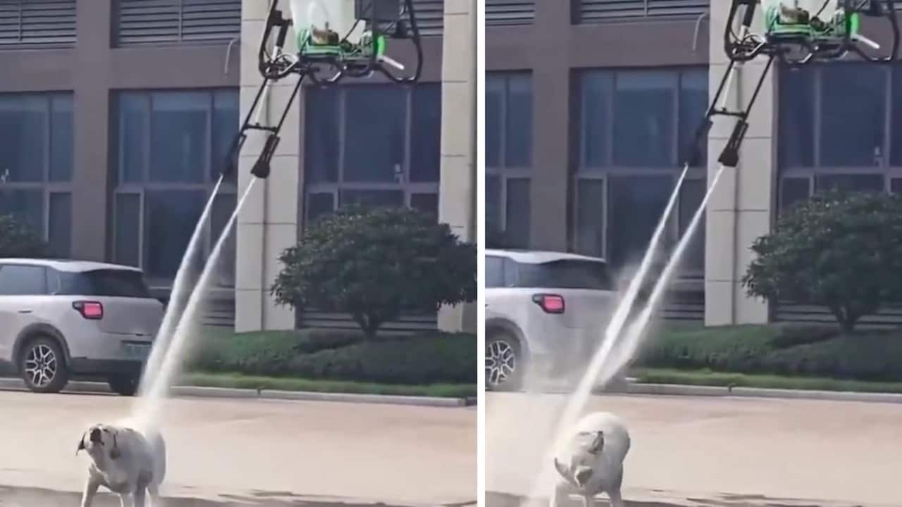 Dog Gets Aerial Shower As Chinese Firm Demonstrates New Cleaning Drone