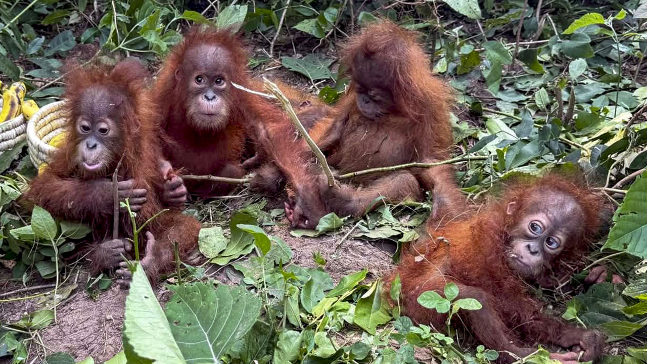 Indonesia Confirms Talks With India On Repatriation Of Baby Orangutans