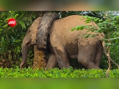 हाथी के गले में फंसा ट्रैक्टर का टायर, चाय बागान में द‍िखा अनोखा नजारा, VIDEO वायरल