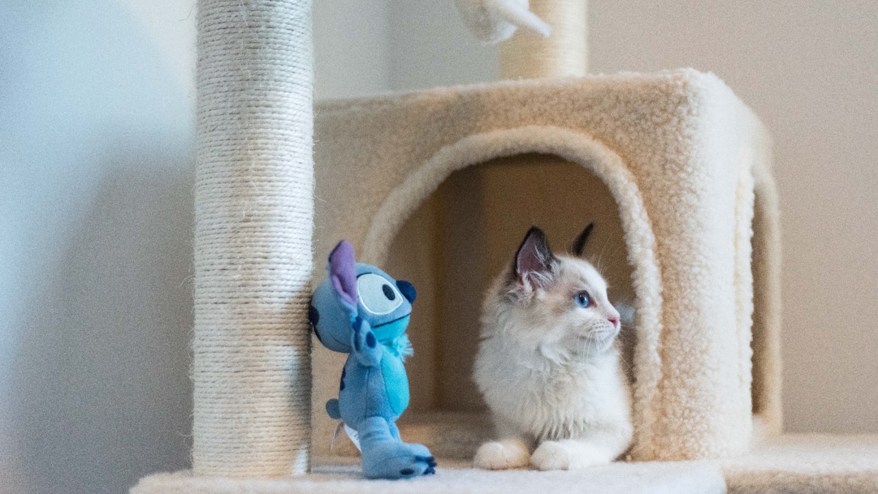Playtime with plush toys for your pets from Amazon Playtime with plush toys for your pets from Amazon