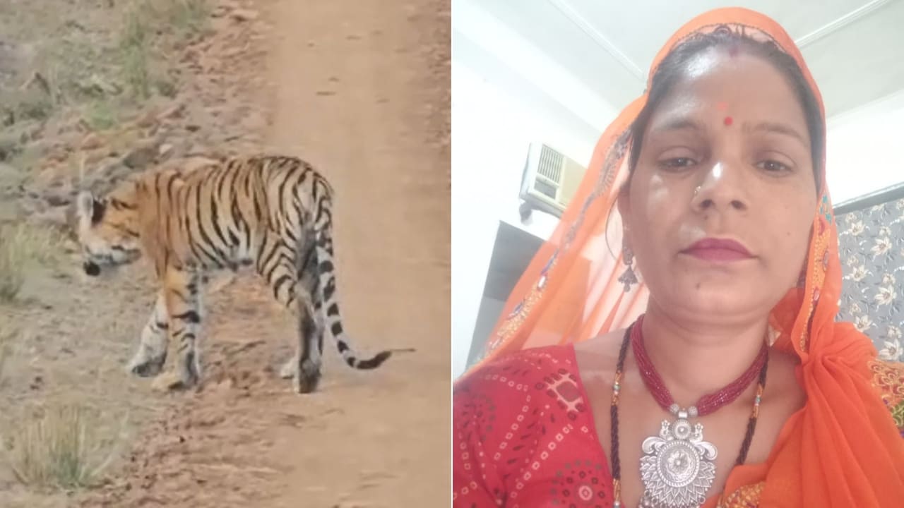 Tiger Kills Woman Worker In Jaipur's Nahargarh Biological Park, Sparks Panic