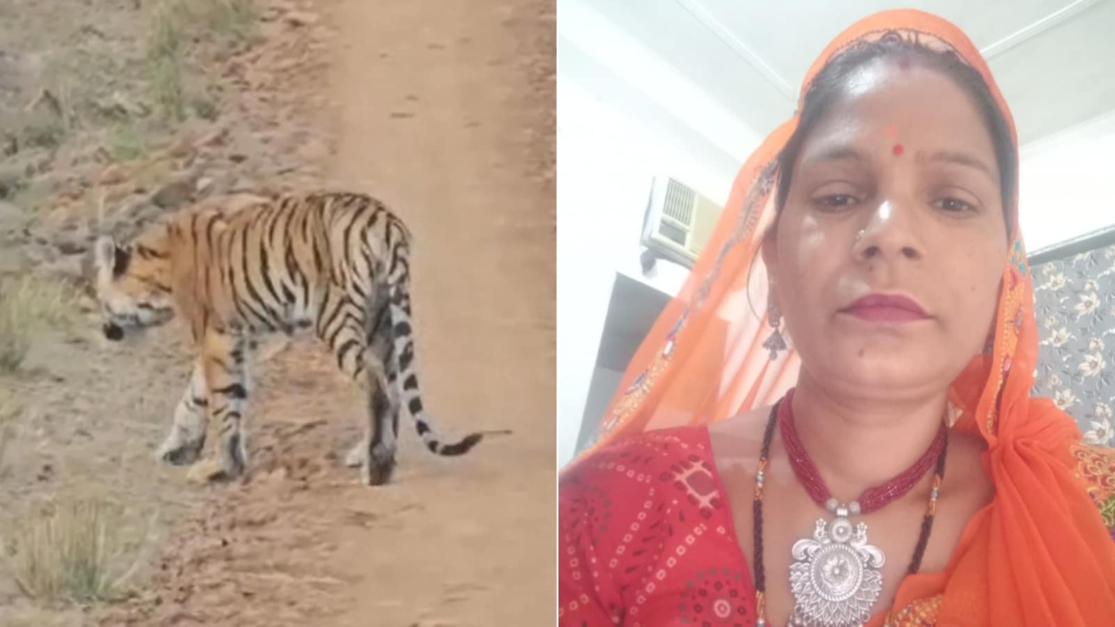 Sanitation Worker Killed in Tiger Attack at Jaipur Biological Park