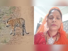 Tiger Kills Woman Worker In Jaipur's Nahargarh Biological Park, Sparks Panic