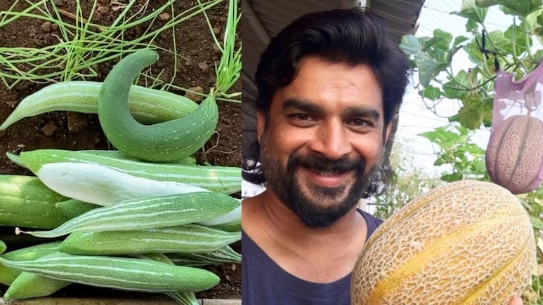 एक्टर ने अपने 17.5 करोड़ के घर की बालकनी को बना दिया खेत, घर पर उगा रहे खीरे, टमाटर, सब्जियां और फल