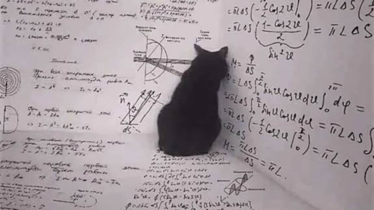 Opinion: Blog | Why You Should Care Whether Schrodinger's Cat Is Dead Or Alive