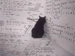Blog | Why You Should Care Whether Schrodinger's Cat Is Dead Or Alive