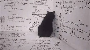 Blog | Why You Should Care Whether Schrodinger's Cat Is Dead Or Alive