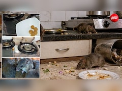 किचन में चूहे ने फैला दिया है आतंक? अपनाएं ये देसी हैक, मिनटों में हो जाएंगे रफूचक्कर 