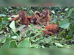Orangutans Not Native To India Found In Odisha Forest, Probe Ordered