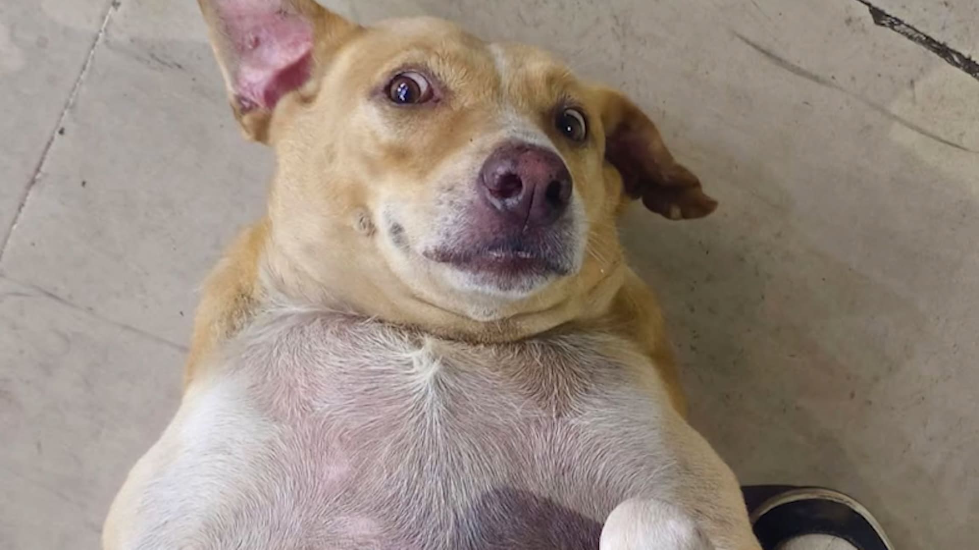 Video: Who Will Win Delhi's Dog Election? 64 Canines In The Race