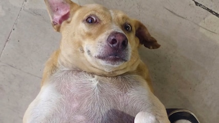 Who Will Win Delhi's Dog Election? 64 Canines In The Race