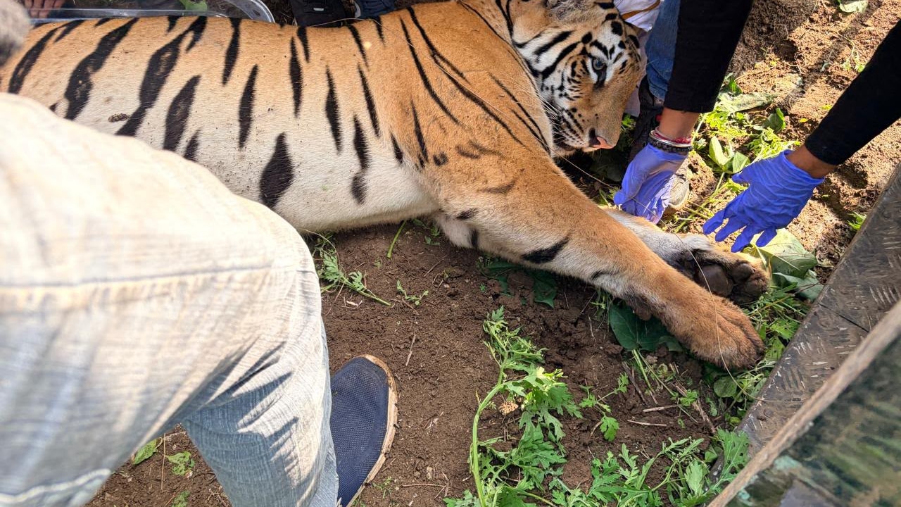 Tigress Tranquilised After Killing 4, Dies On Way To Rescue Centre