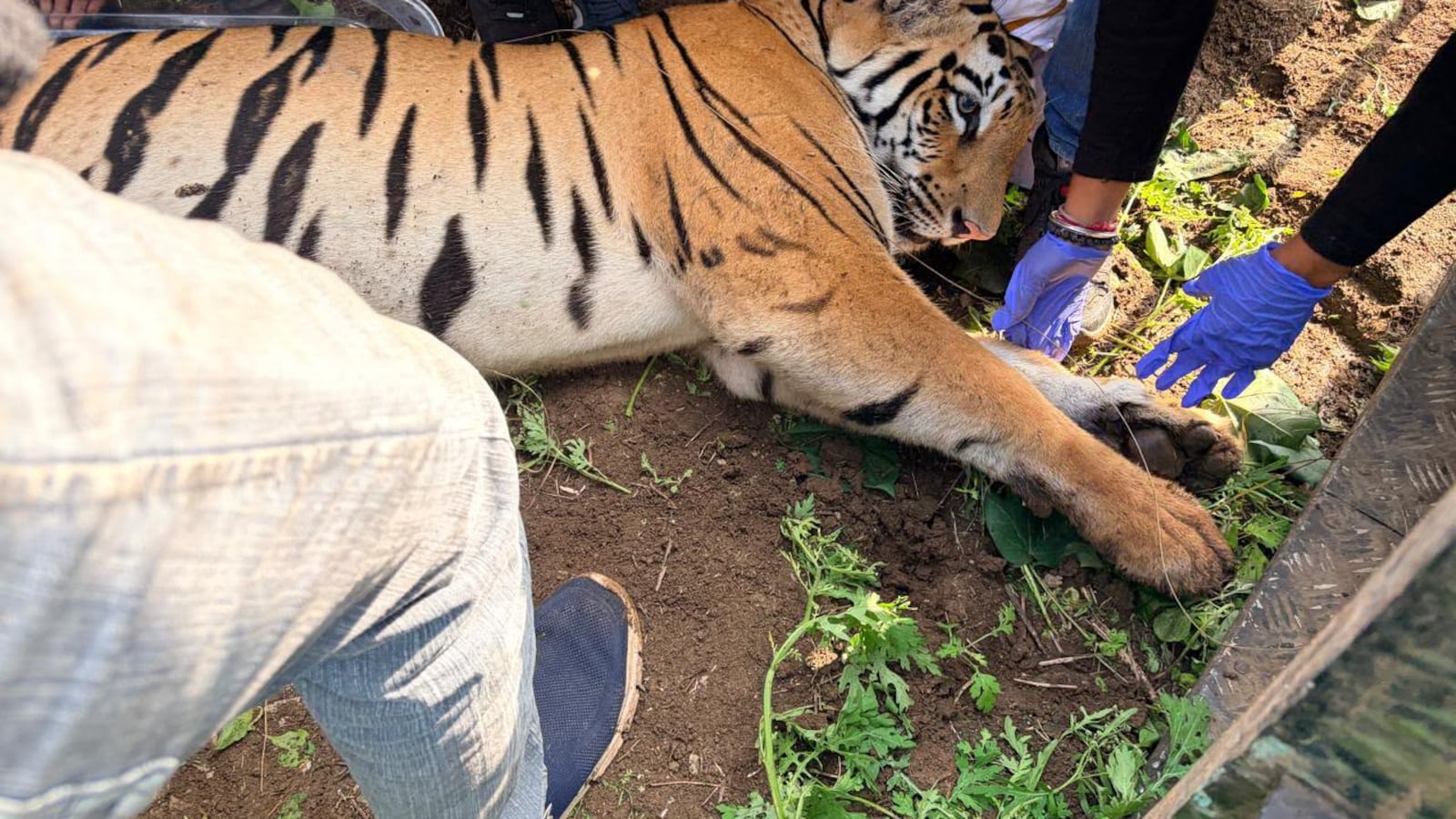 Captured Tigress Dies While Being Shifted to Nagpur Rescue Centre