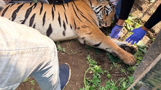 Tigress Tranquilised After Killing 4, Dies On Way To Rescue Centre