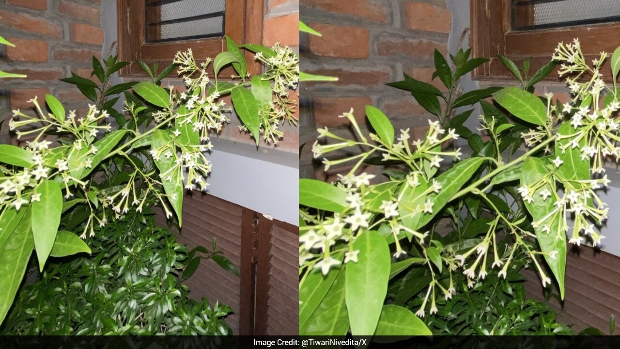 Woman Shares How Father's Love For Plants Makes Her Forget Life's Troubles