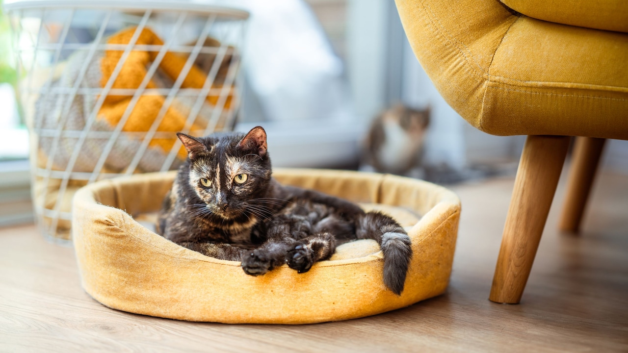 Why Pet Beds Flatten In The Middle: 10 Causes And Easy Fixes