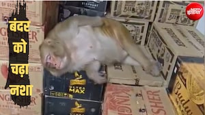 बंदर शराब पीकर दुकान में ही सो गया, Video हो रहा तेजी से वायरल