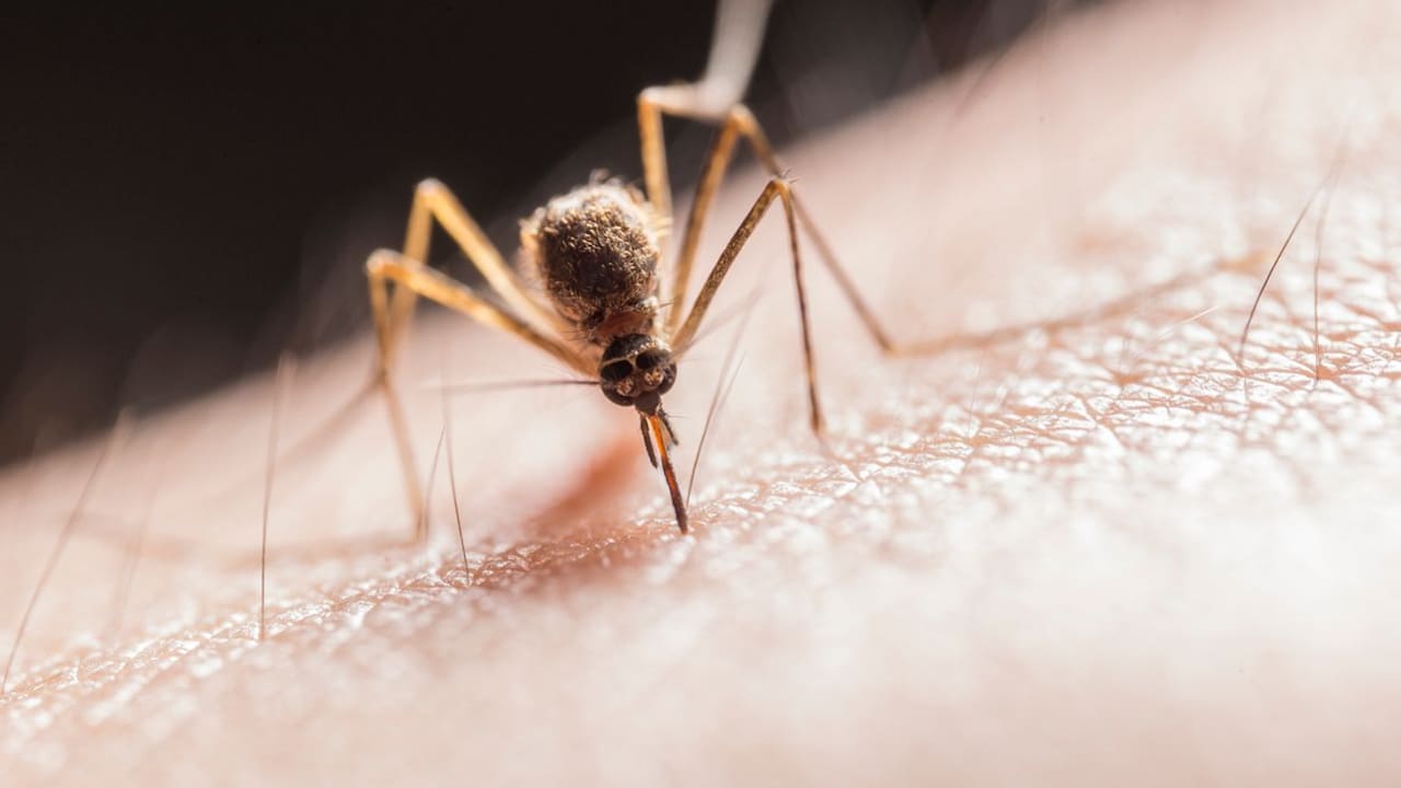How To Keep Mosquitoes Away Outdoors How To Keep Mosquitoes Away Outdoors