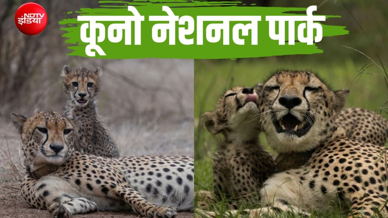 कूनो में कमाल: चीता शावकों को बचा रहा 'मेड इन इंडिया' मॉडल, अफ्रीका को पछाड़ 61% पहुंचा सर्वाइवल रेट