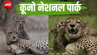 कूनो में कमाल: चीता शावकों को बचा रहा 'मेड इन इंडिया' मॉडल, अफ्रीका को पछाड़ 61% पहुंचा सर्वाइवल रेट