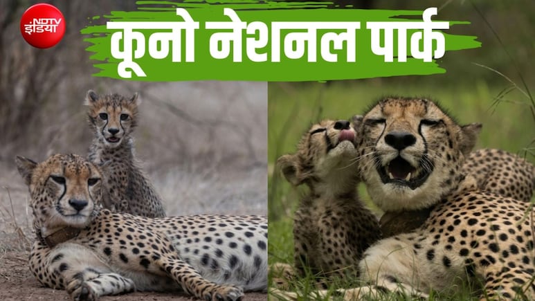 कूनो में कमाल: चीता शावकों को बचा रहा 'मेड इन इंडिया' मॉडल, अफ्रीका को पछाड़ 61% पहुंचा सर्वाइवल रेट