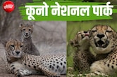 कूनो में कमाल: चीता शावकों को बचा रहा 'मेड इन इंडिया' मॉडल, अफ्रीका को पछाड़ 61% पहुंचा सर्वाइवल रेट