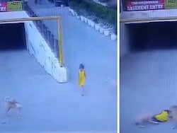 Stray Dogs Attack, Pull, Drag 6-Year-Old Girl In Ghaziabad, Then A Rescue