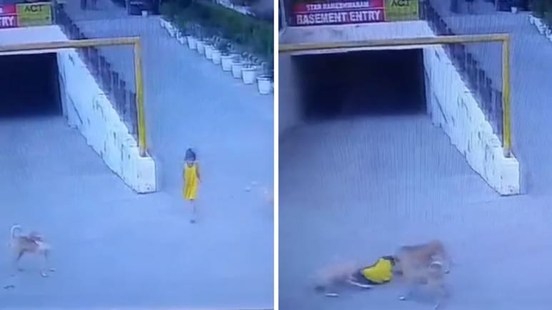 Stray Dogs Attack, Pull, Drag 6-Year-Old Girl In Ghaziabad, Then A Rescue