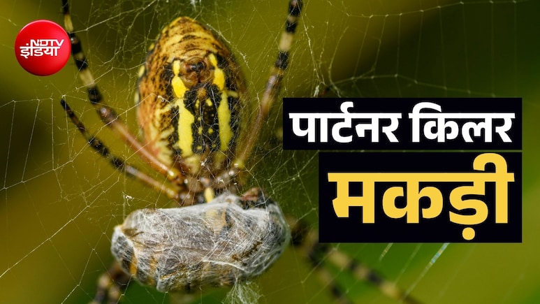 जहरीली मकड़ी मेटिंग के बाद नाश्ते में खाती है अपना ही मेल पार्टनर, अब गर्मी बढ़ी तो बदलने लगी जगह