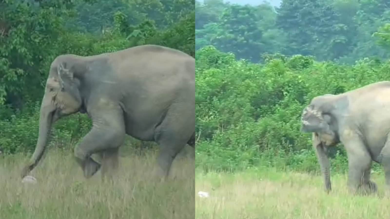 Elephant Turns Footballer In Assam's Numaligarh, Shows Off Skills On Ground
