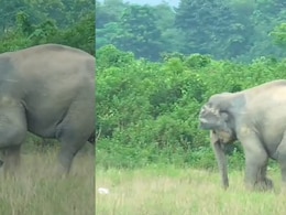 Elephant Turns Footballer In Assam's Numaligarh, Shows Off Skills On Ground