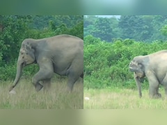 Elephant Turns Footballer In Assam's Numaligarh, Shows Off Skills On Ground