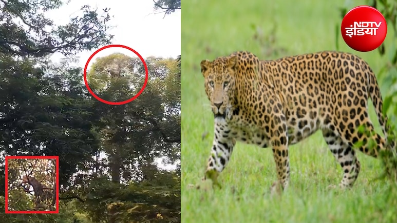 कोटा के सीवी गार्डन में घुसा तेंदुआ, 40 फीट ऊंचे जामुन के पेड़ पर चढ़ा; रेस्क्यू ऑपरेशन जारी