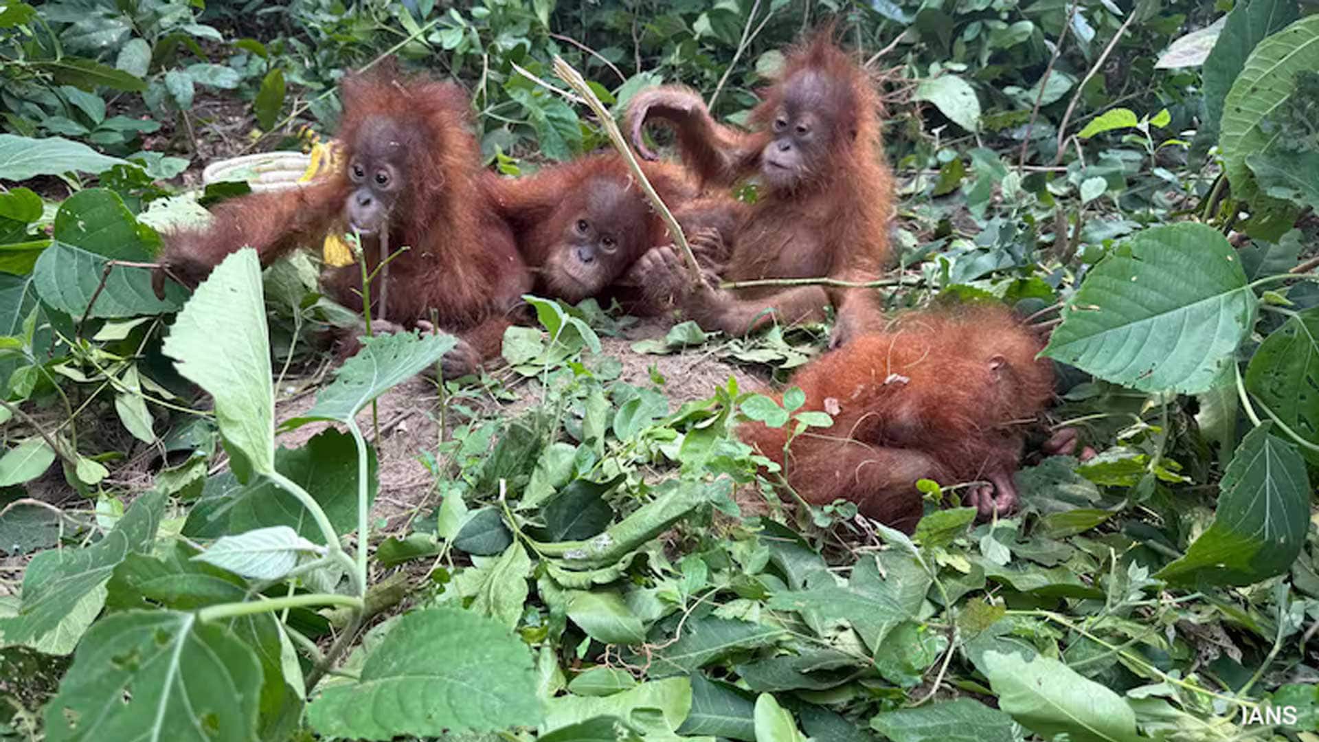 5 Baby Orangutans In Odisha Forest: Wildlife Trafficking Mystery Deepens