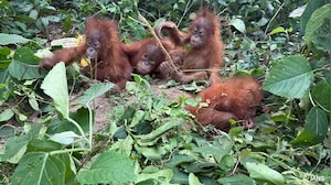 5 Baby Orangutans In Odisha Forest: Wildlife Trafficking Mystery Deepens