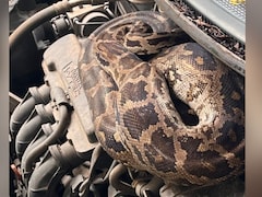 Watch: Python Found Inside Parked Car In Mumbai, Rescuers Pull It Out Safely