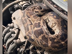 Watch: 7-Foot Python Found Inside Parked Car In Mumbai's Dahisar, Rescuers Pull It Out Safely
