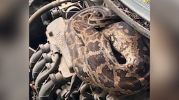 Watch: 7-Foot Python Found Inside Parked Car In Mumbai's Dahisar, Rescuers Pull It Out Safely