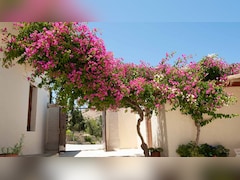 Gardening Tips: बोगनवेलिया में नहीं आ रहे फूल? इन 7 गलतियों को सुधारें, पौधा खिल उठेगा