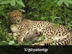 India-Born Cheetah Gives Birth To 4 Cubs At Kuno National Park
