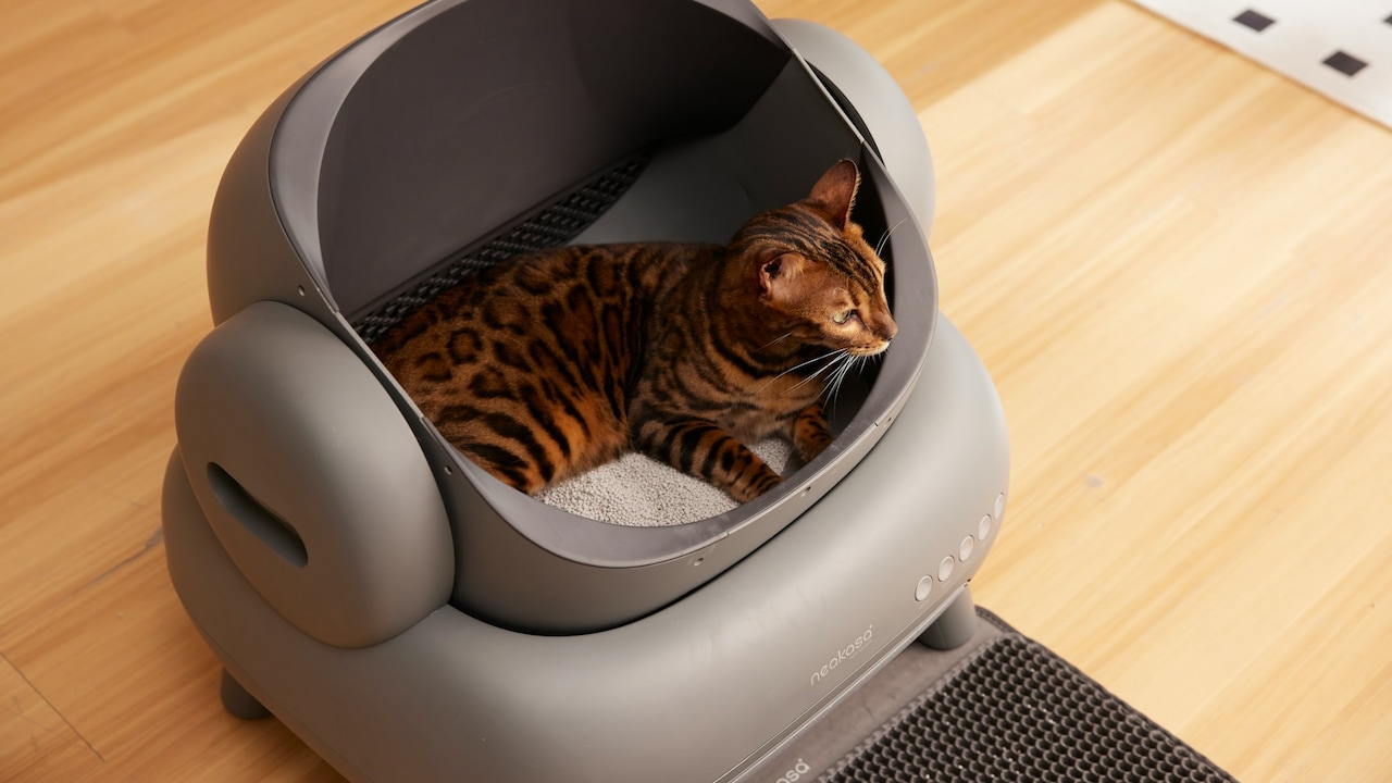 Explore automatic litter boxes that dont need frequent manual scooping