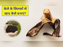 केले के छिलके से फर्टिलाइजर कैसे बनाएं? गार्डनिंग एक्सपर्ट ने बताया इस खाद को डालने से दोगुनी तेजी से बढ़ेगा पौधा