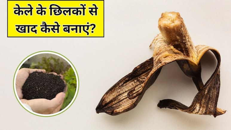 केले के छिलके से फर्टिलाइजर कैसे बनाएं? गार्डनिंग एक्सपर्ट ने बताया इस खाद को डालने से दोगुनी तेजी से बढ़ेगा पौधा