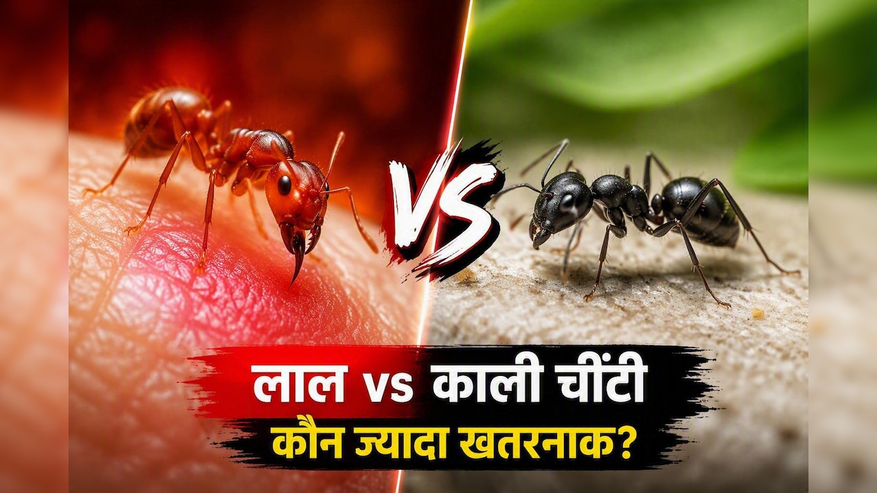 लाल चींटी और काली चींटी में कौन ज्यादा जहरीली? जानिए किसके काटने से हो सकती है गंभीर परेशानी
