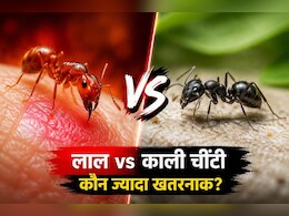 लाल चींटी और काली चींटी में कौन ज्यादा जहरीली? जानिए किसके काटने से हो सकती है गंभीर परेशानी