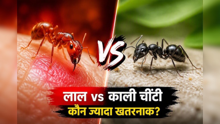 लाल चींटी और काली चींटी में कौन ज्यादा जहरीली? जानिए किसके काटने से हो सकती है गंभीर परेशानी