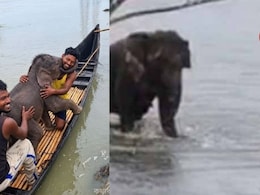 जलपाईगुड़ी में तीस्ता में बहा हाथी का बच्चा, मछुआरों ने 3km नाव चलाकर बचाई जान, मां से मिलाया&nbsp;