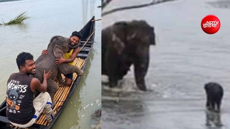 जलपाईगुड़ी में तीस्ता में बहा हाथी का बच्चा, मछुआरों ने 3km नाव चलाकर बचाई जान, मां से मिलाया&nbsp;